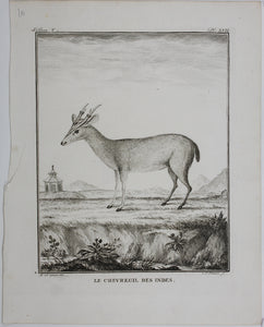 B[uvée?], after. Le Chevreuil des Indes. Engraved by Christian Friedrich Fritzsch. 1785.