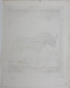 Le Gnou. Engraved by B. de Bakker. 1771.