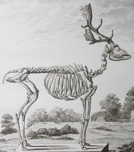 Load image into Gallery viewer, Buvée, after. [Du Daim, squelette]. Engraved by Christian Friedrich Fritzsch. C. 1766.
