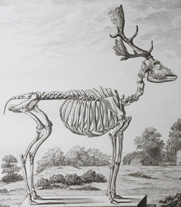 Buvée, after. [Du Daim, squelette]. Engraved by Christian Friedrich Fritzsch. C. 1766.