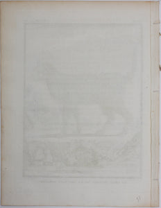 Jacques de Sève, after. Le Chat Sauvage de la Nouvelle Espagne. Engraved by Droyer. 1776.