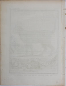 Jacques de Sève, after. Le Chat Sauvage de la Nouvelle Espagne. Engraved by Droyer. 1776.