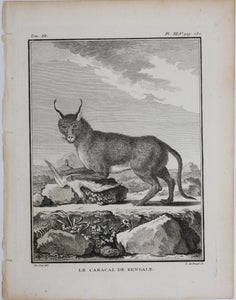 Jacques de Sève, after. Le Caracal de Bengale. Engraved by Louis Le Grand. 1776.
