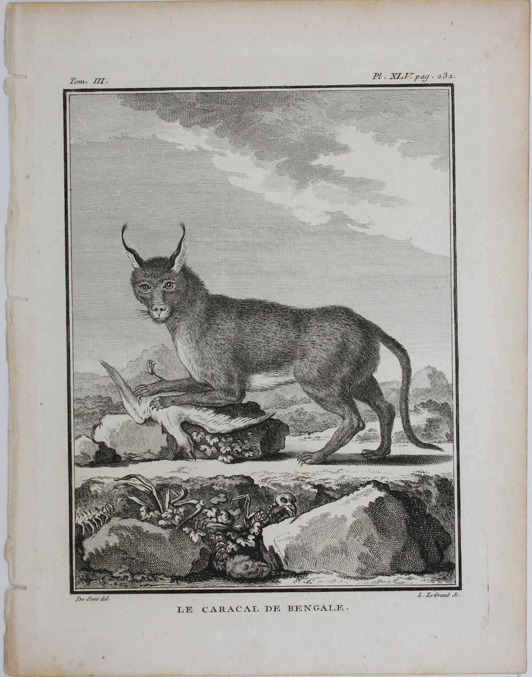 Jacques de Sève, after. Le Caracal de Bengale. Engraved by Louis Le Grand. 1776.