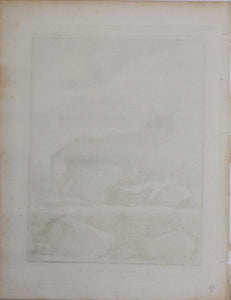Jacques de Sève, after. Le Caracal de Bengale. Engraved by Louis Le Grand. 1776.