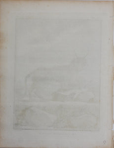 Jacques de Sève, after. Le Caracal de Bengale. Engraved by Louis Le Grand. 1776.