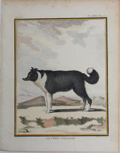 Load image into Gallery viewer, Jacques de Sève, after.  Le Chien D&#39;Islande. Engraved by René Gaillard. Hand-colored. 1755.
