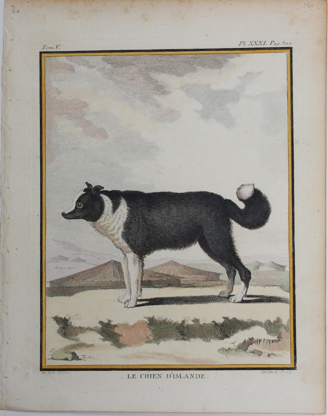 Jacques de Sève, after.  Le Chien D'Islande. Engraved by René Gaillard. Hand-colored. 1755.
