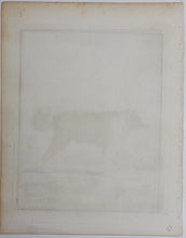 Load image into Gallery viewer, Jacques de Sève, after.  Le Chien D&#39;Islande. Engraved by René Gaillard. Hand-colored. 1755.
