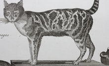 Load image into Gallery viewer, Robert Bénard, after. Le Serval, Les Chats. Engraved by Scattaglia. C. 1790.
