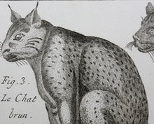 Load image into Gallery viewer, Robert Bénard, after. Le Serval, Les Chats. Engraved by Scattaglia. C. 1790.
