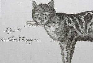 Robert Bénard, after. Le Serval, Les Chats. Engraved by Scattaglia. C. 1790.