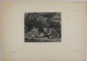 Delacroix, after. Lion Devouring a Rabbit. Etching by Gustave Greux. C. 1870.
